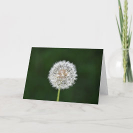 Dandelion, kort