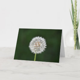 Dandelion, kort