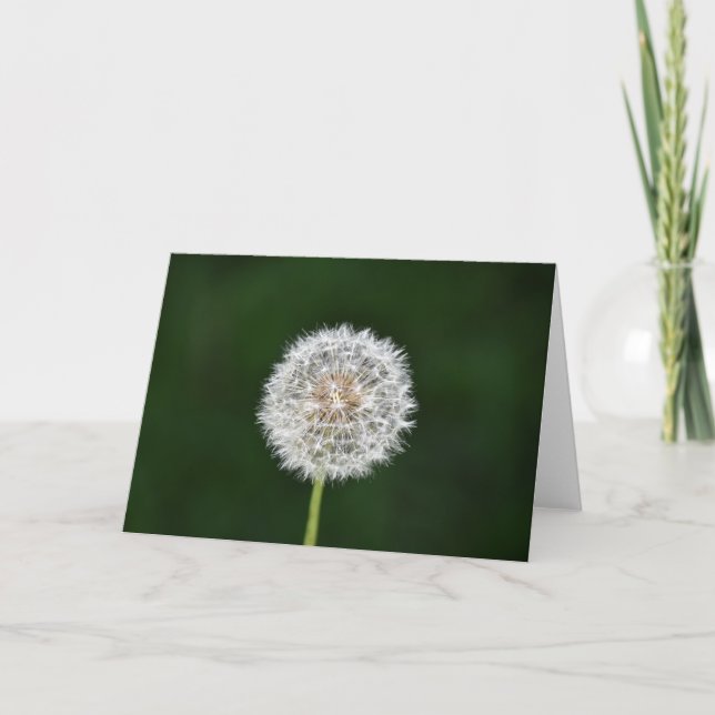 Dandelion, kort (Framsida)