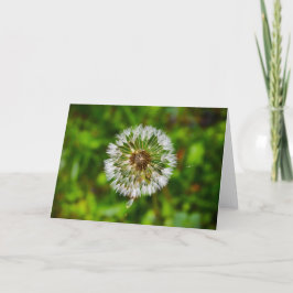 Dandelion, kort