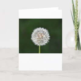 Dandelion, kort