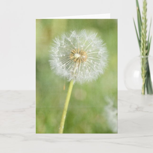 Dandelion Kort (Framsida)