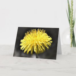 Dandelion, kort