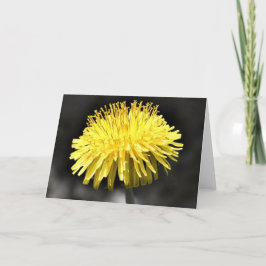 Dandelion, kort