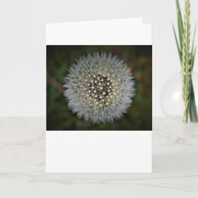 Dandelion, kort (Framsida)