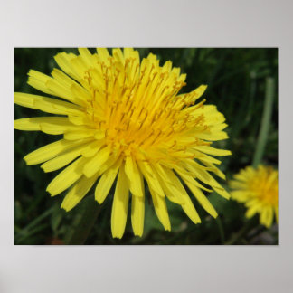 Dandelion Macro Bild Poster