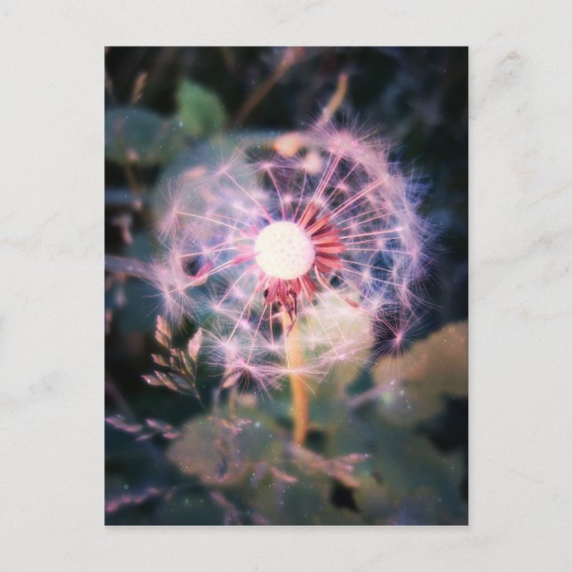 Dandelion Magic Vykort (Framsida)