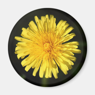 Dandelion Magnet