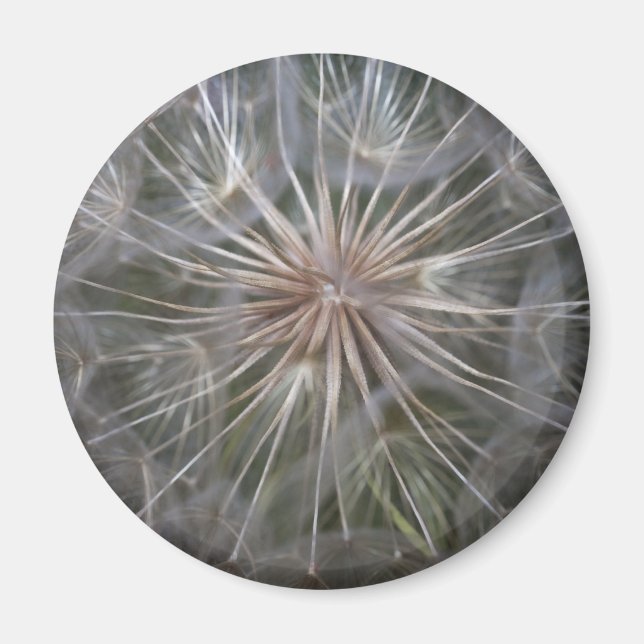 Dandelion Magnet (Framsidan)