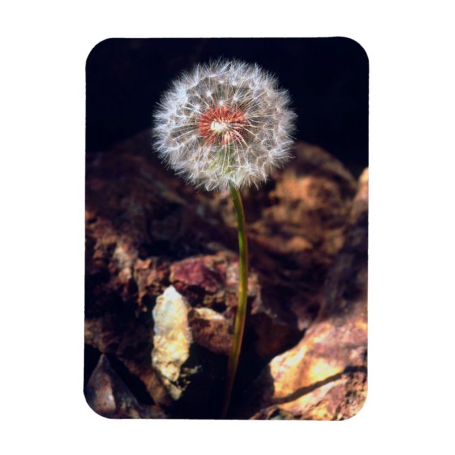 Dandelion Magnet (Vertikal)