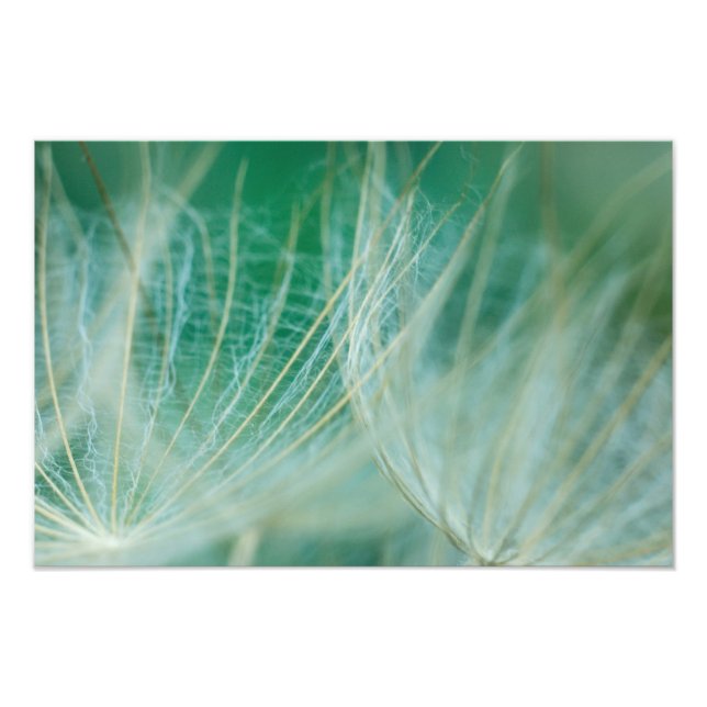 Dandelion-makro Fototryck (Framsidan)