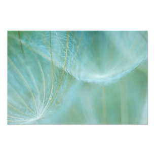 Dandelion-makro Fototryck