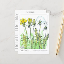 Dandelion Materia Medica Herbal Plant Studcard Vykort