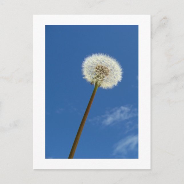 Dandelion mot Blå himmel - vykort (Framsida)