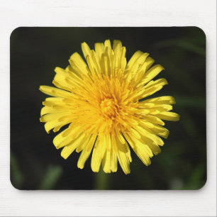 Dandelion Musmatta