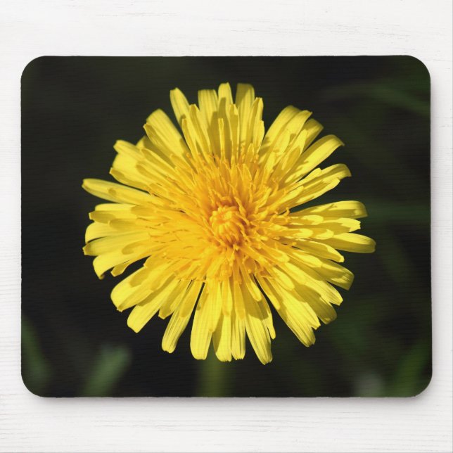 Dandelion Musmatta (Framsidan)