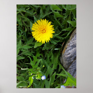 Dandelion nära sten poster