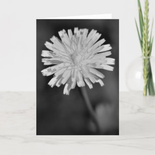 Dandelion/Noir, kort