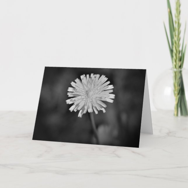 Dandelion/Noir, kort (Framsida)