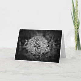Dandelion/Noir, kort