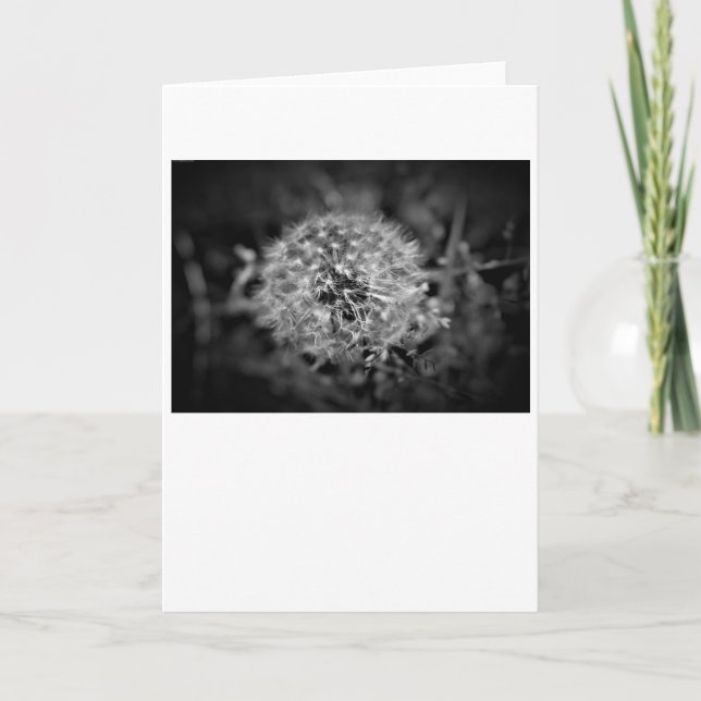 Dandelion/Noir, kort (Framsida)