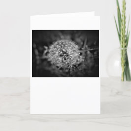 Dandelion/Noir, kort