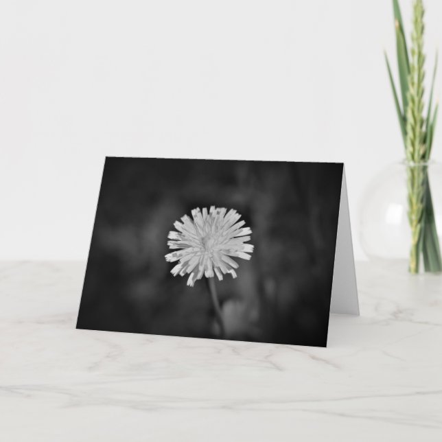 Dandelion/Noir, kort (Framsida)