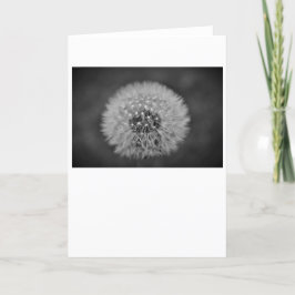 Dandelion - Noir, kort