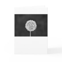 Dandelion - Noir, kort