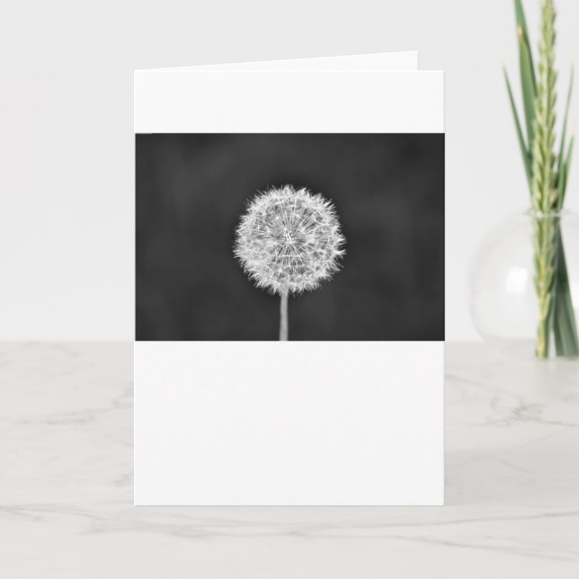 Dandelion - Noir, kort (Framsida)