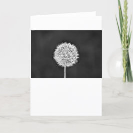 Dandelion - Noir, kort