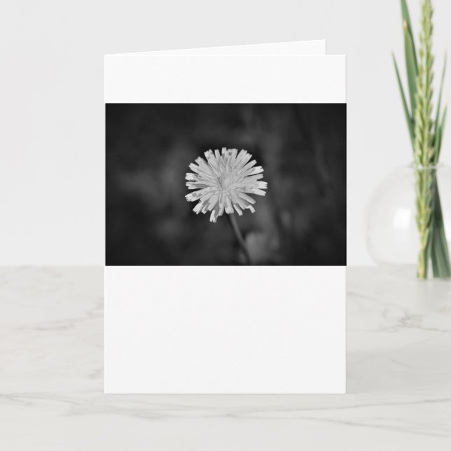 Dandelion/Noir, kort (Framsida)