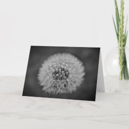 Dandelion - Noir, kort