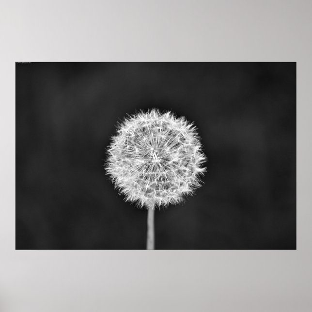 Dandelion - Noir Poster (Framsidan)