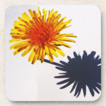 Dandelion och Shadow Coercna