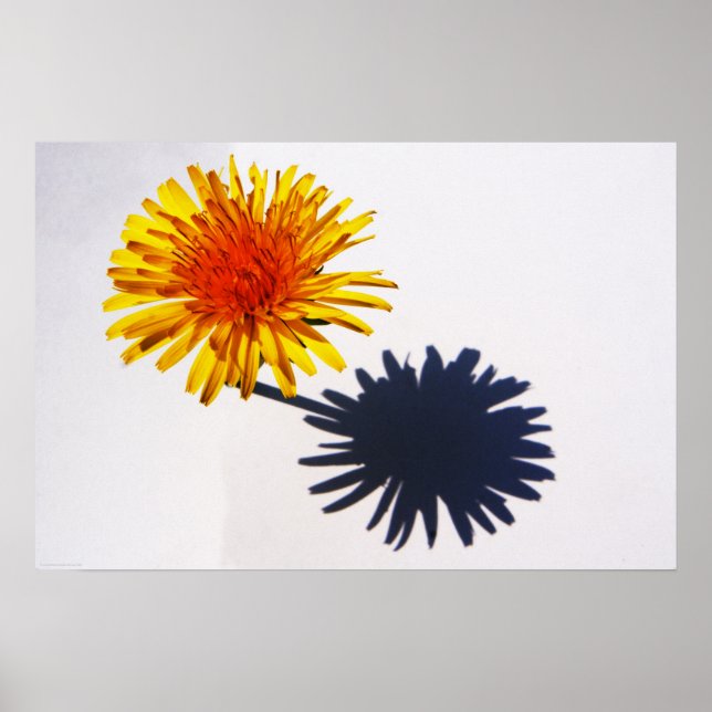 Dandelion och Shadow wapcn Poster (Framsidan)