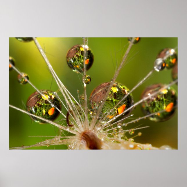 Dandelion- och Vatten-droppar Poster (Framsidan)