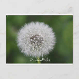 Dandelion önskemål vykort