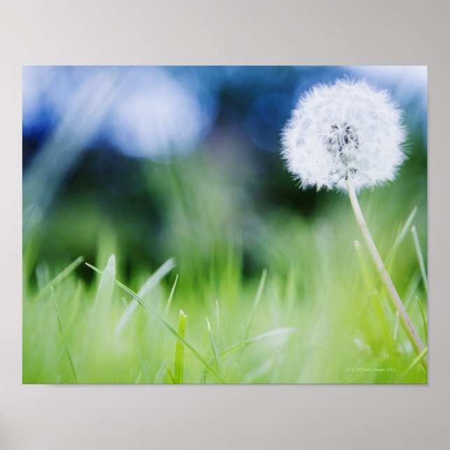 Dandelion på ängen poster (Framsidan)