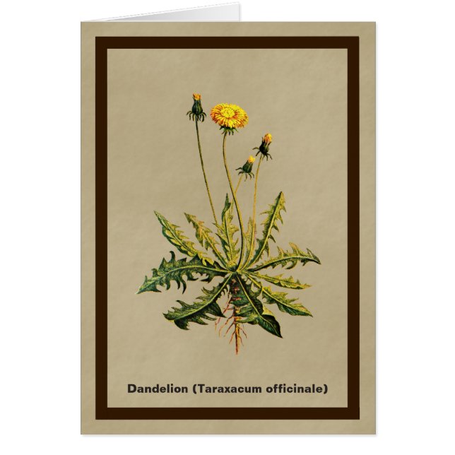 Dandelion på gammal Papper Hälsningskort (Framsidan)