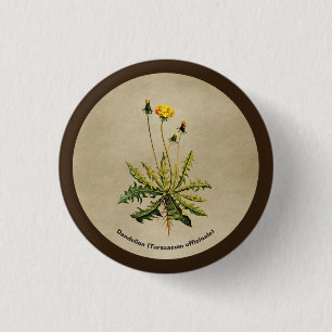 Dandelion på gammal Papper Knapp