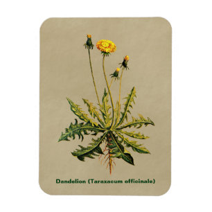 Dandelion på gammal Papper Magnet