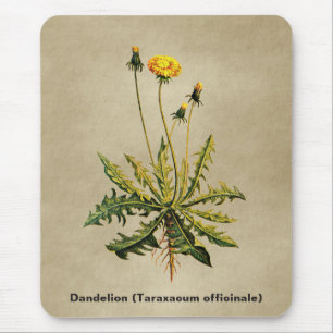 Dandelion på gammal Papper Musmatta