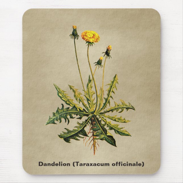 Dandelion på gammal Papper Musmatta (Framsidan)