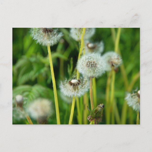 Dandelion Pappus Vykort (Framsida)