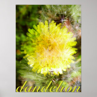 Dandelion Poster