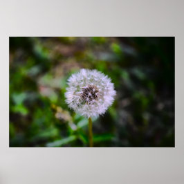 Dandelion Poster