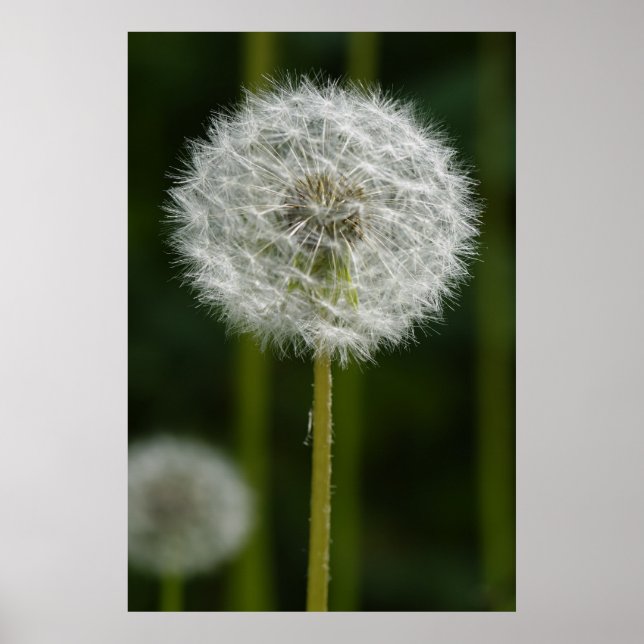 Dandelion Poster (Framsidan)