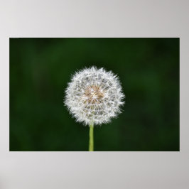 Dandelion Poster
