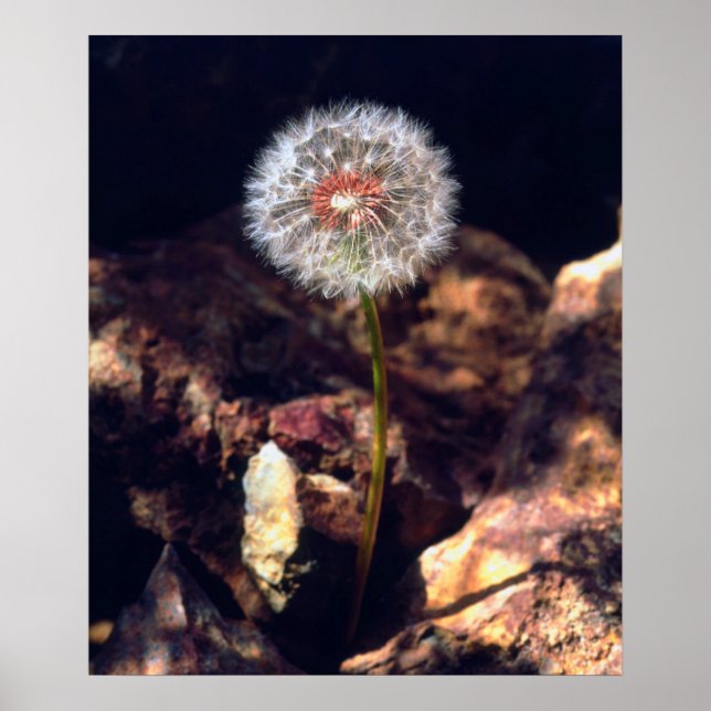 Dandelion Poster (Framsidan)